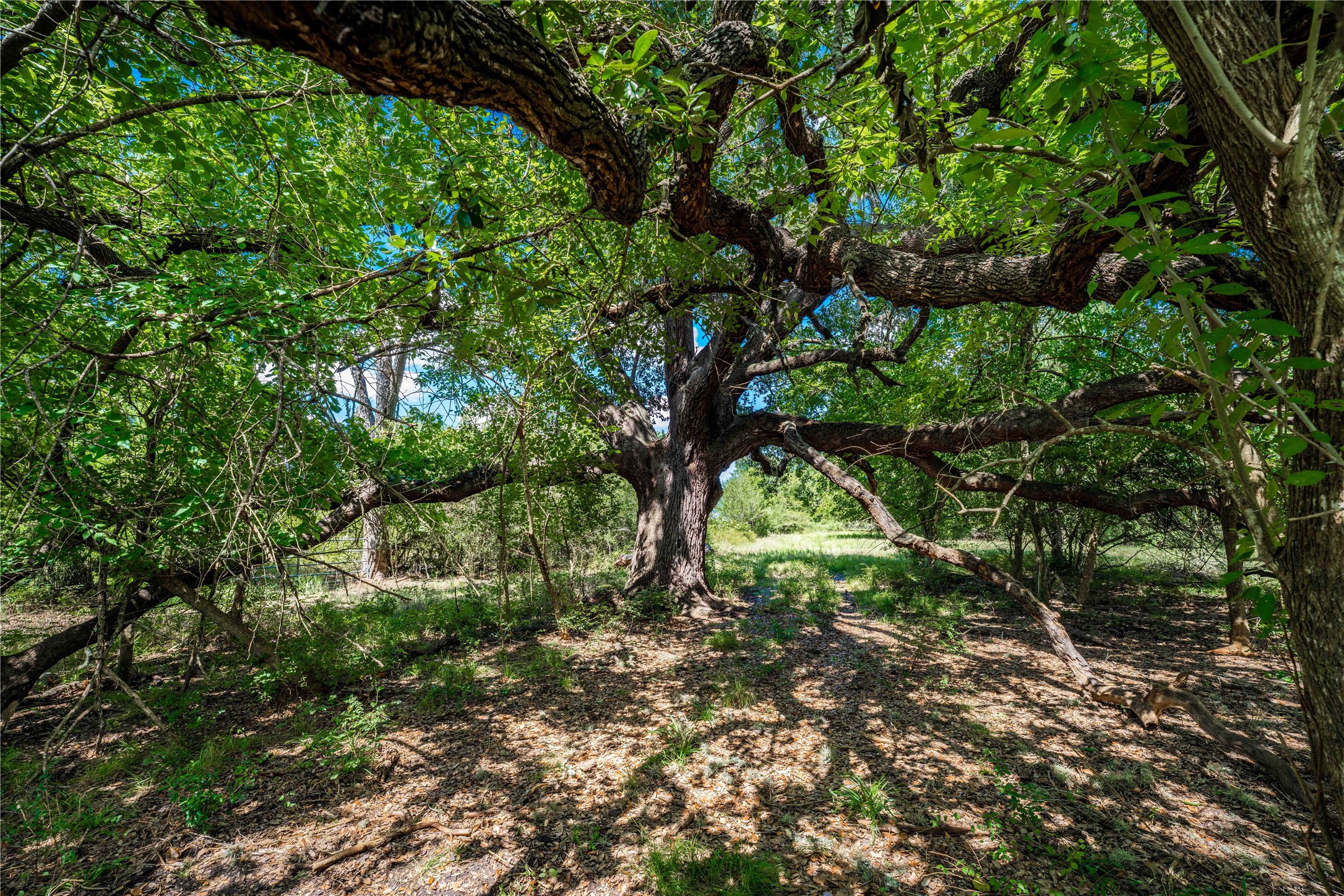 253 Cr 253 Road Weimar, TX 78962 - Photo 5 of 27 a big yard with lots of green space
