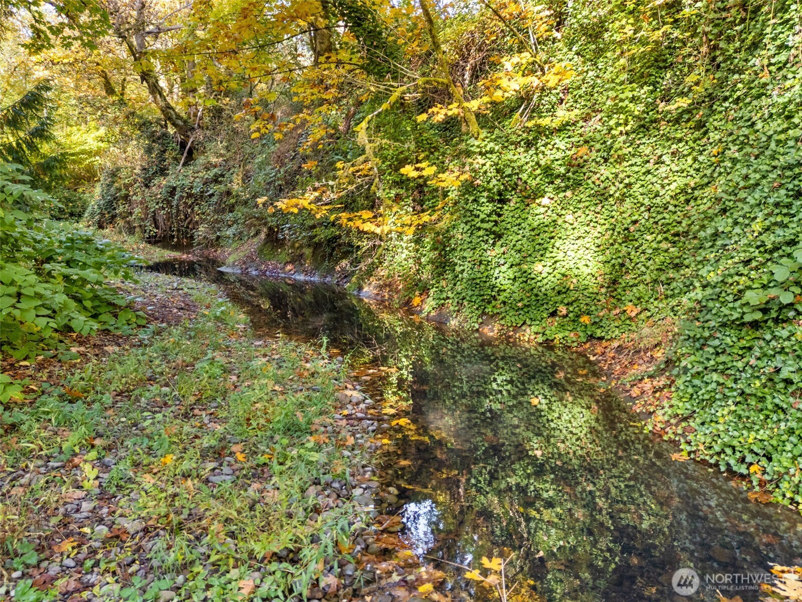 1003 Northwest Dexter Avenue Winlock, WA 98596 - Photo 32 of 39 a view of a tree
