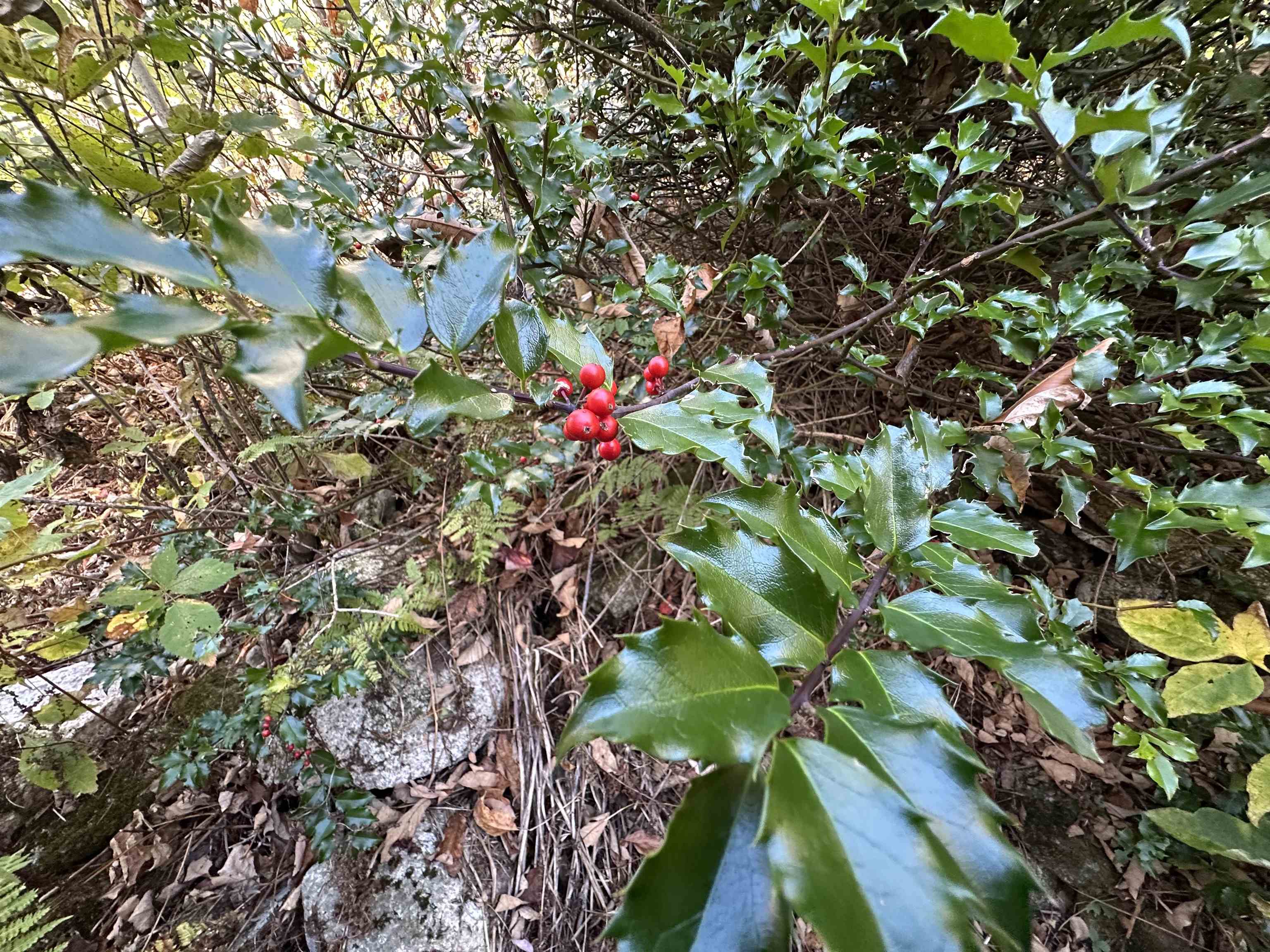 1502 Highway 2 Randolph, NH 03593 - Photo 16 of 22