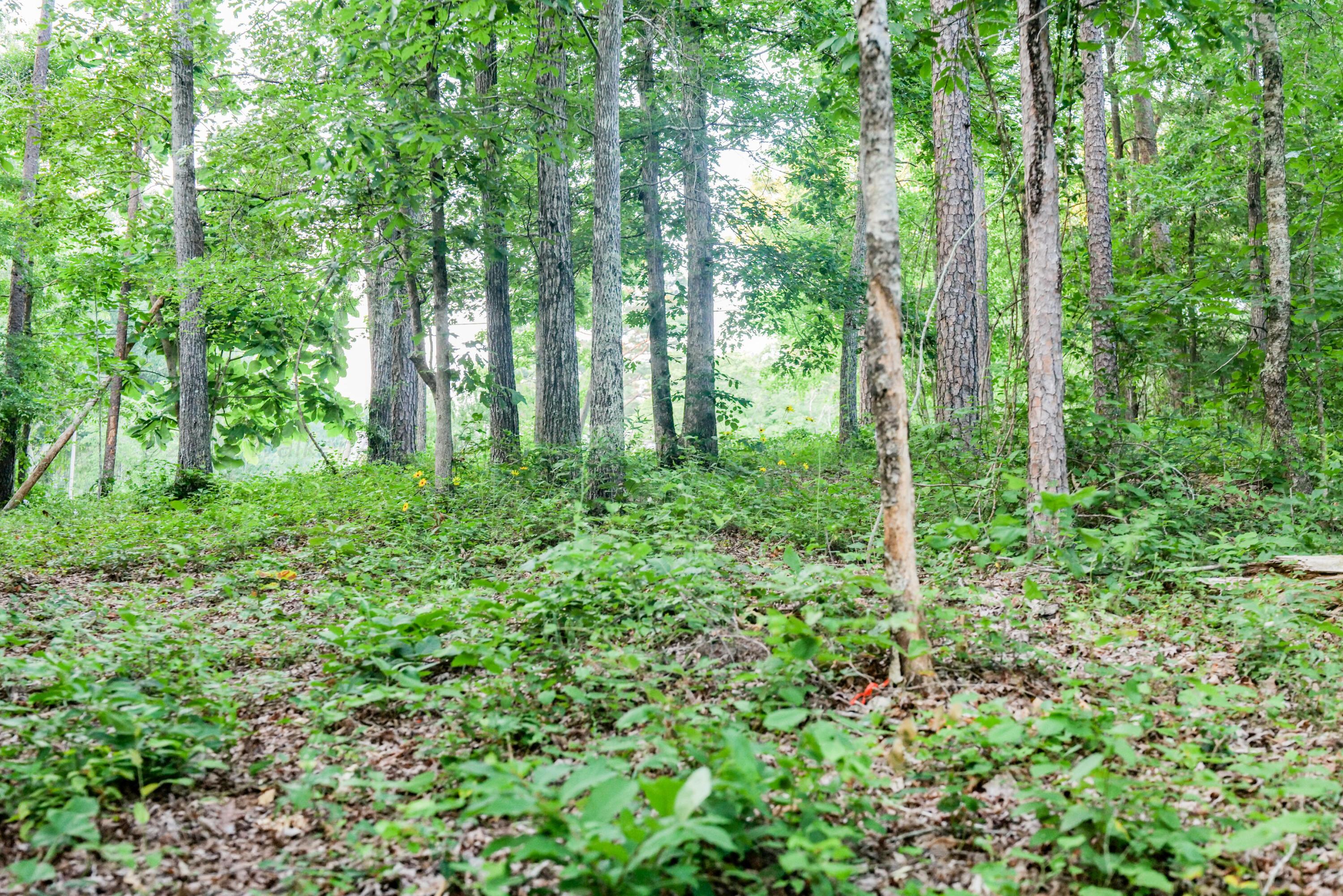 Lot 2 Pinedale Shores Road Jasper, AL 35503 - Photo 10 of 24 Gallery Image 10