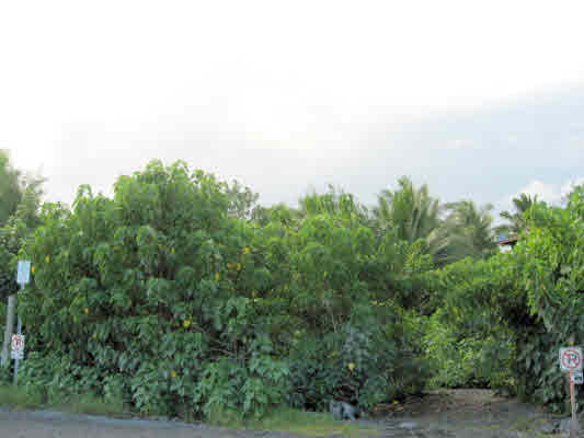 Waiopae Road Pahoa, HI 96778 - Photo 3 of 13 Gallery Image 3