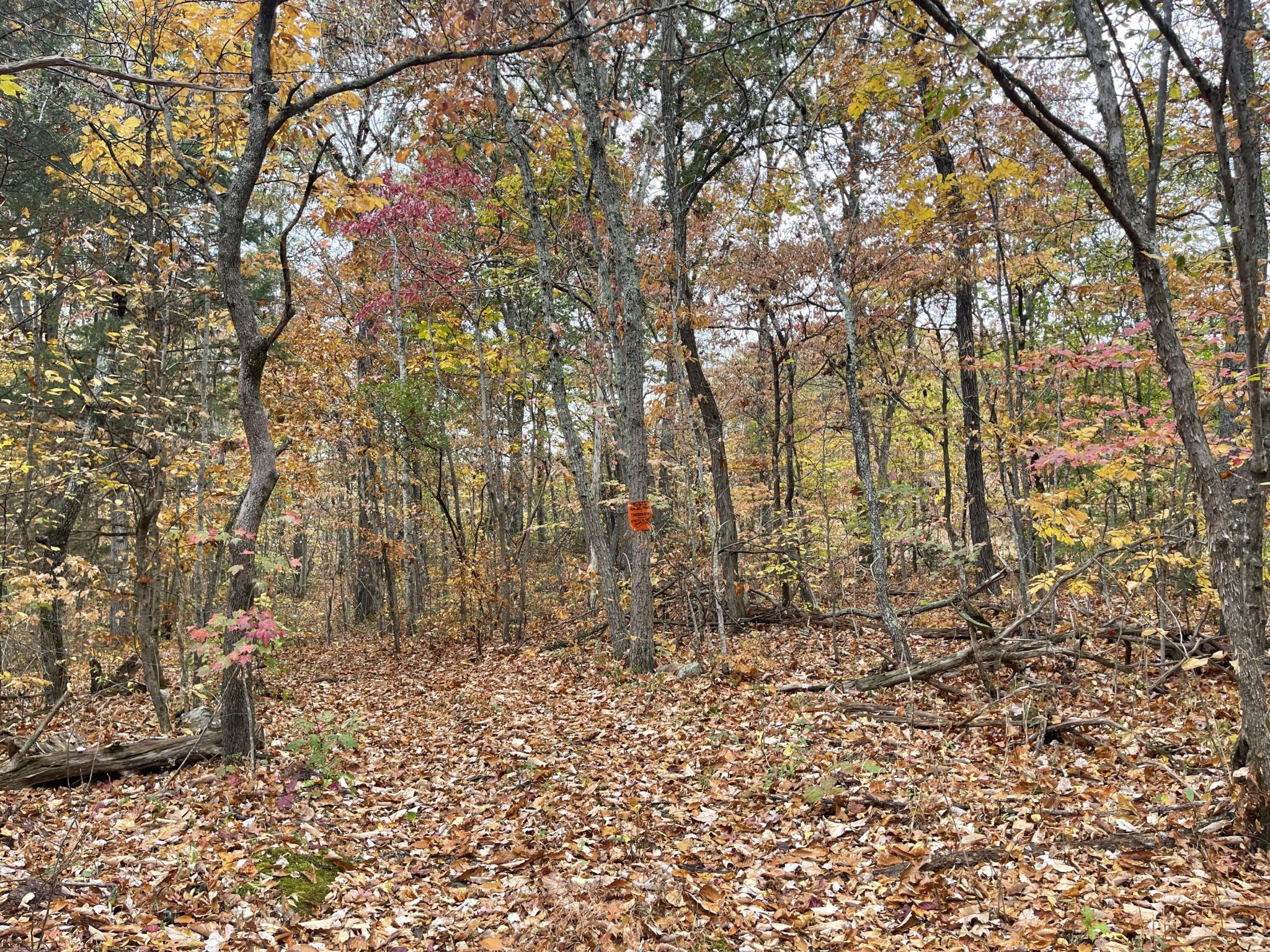 1 Pitts Gap Mountain Road Pikeville, TN 37367 - Photo 2 of 11