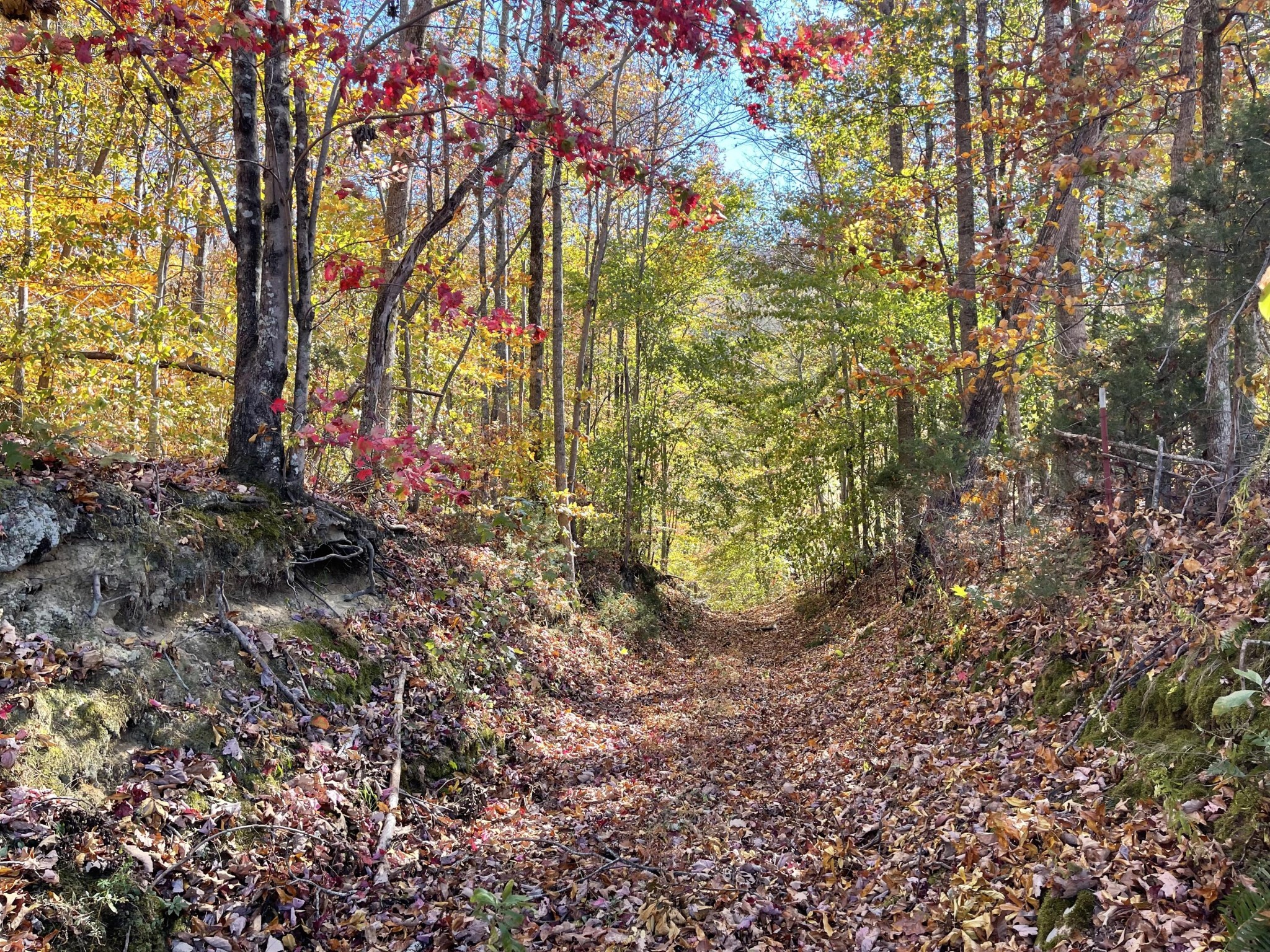 1 Pitts Gap Mountain Road Pikeville, TN 37367 - Photo 3 of 11