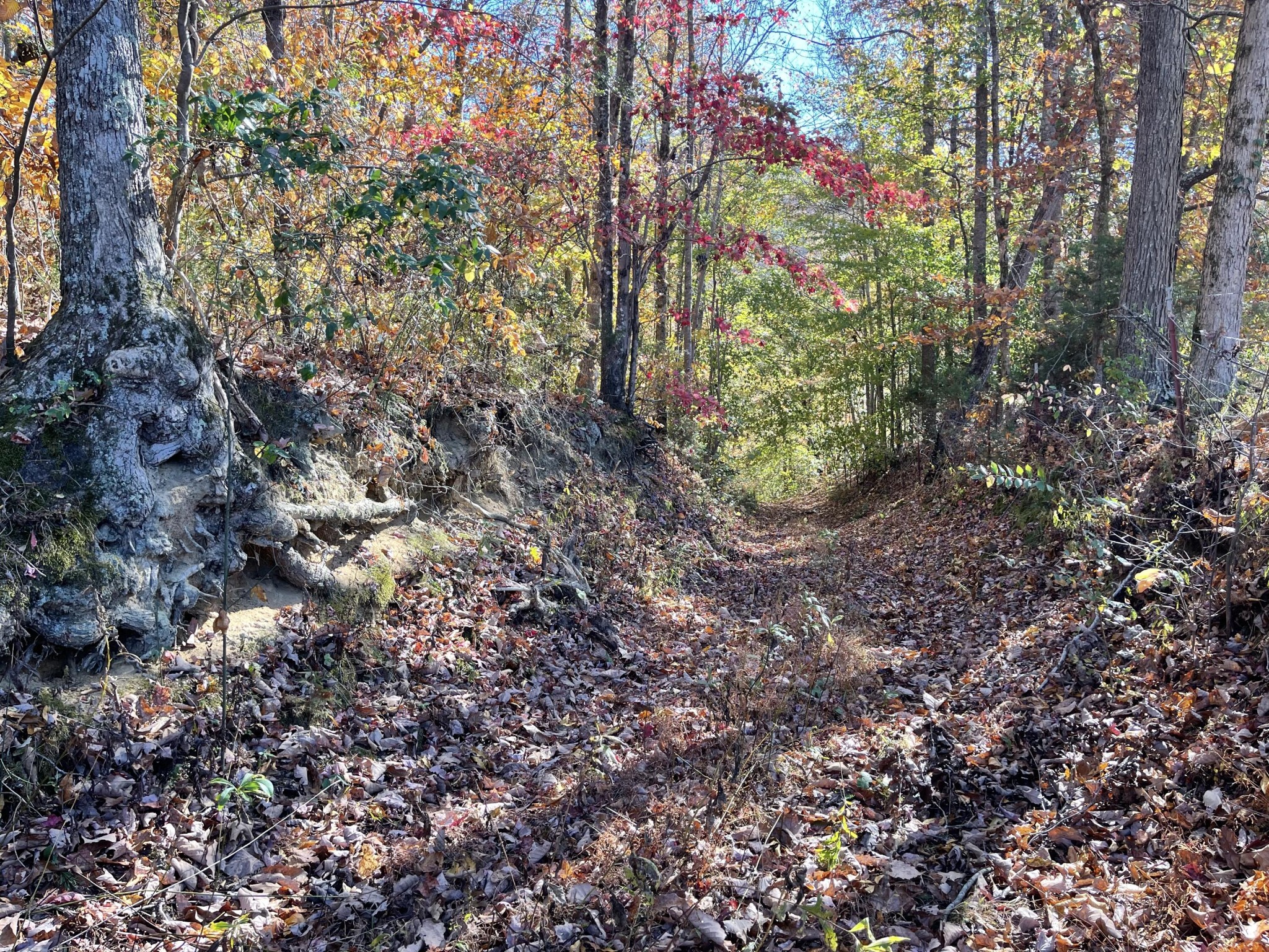 1 Pitts Gap Mountain Road Pikeville, TN 37367 - Photo 4 of 11