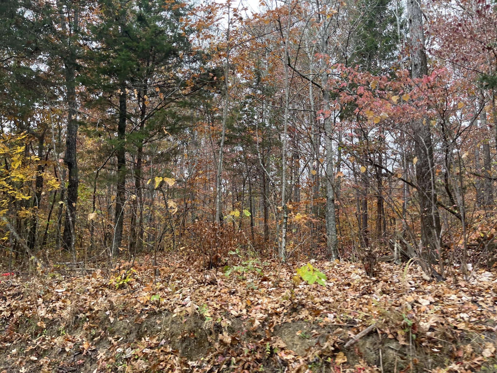 1 Pitts Gap Mountain Road Pikeville, TN 37367 - Photo 5 of 11