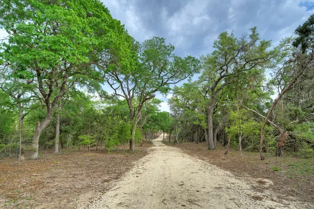 a view of a forest with trees in the background