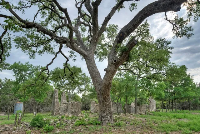 a view of a yard with a tree in the background
