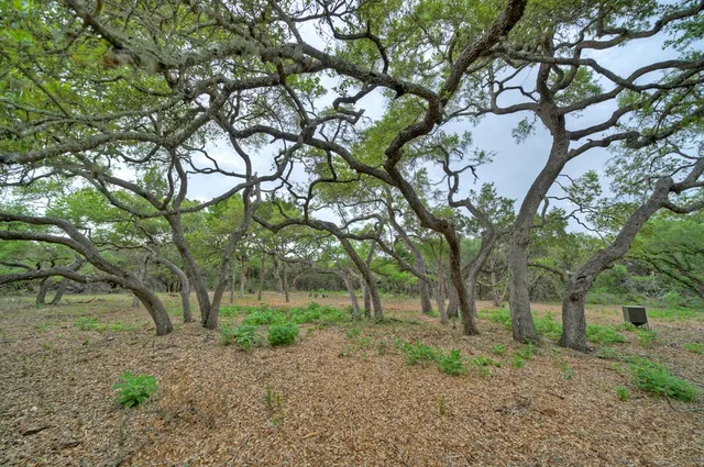 a view of a tree in the middle of a yard