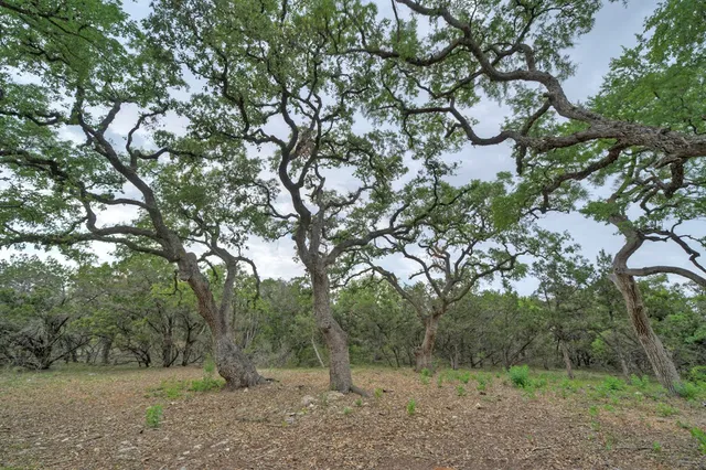 a view of a forest with trees in the background