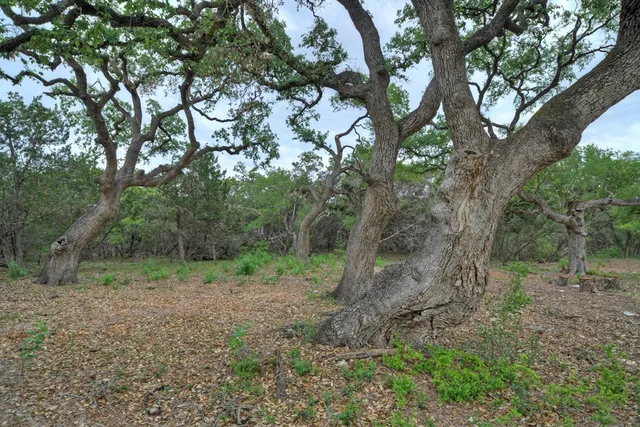 a view of a forest with trees in the background