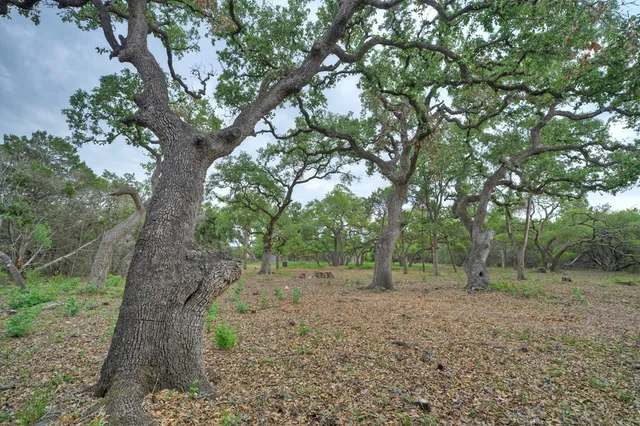a view of a forest with trees