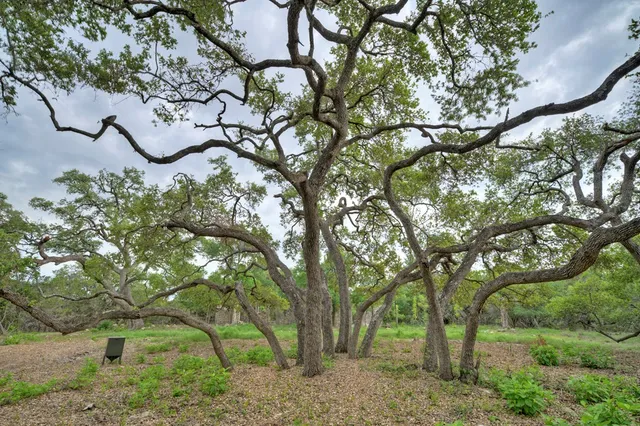 a view of a tree in a yard