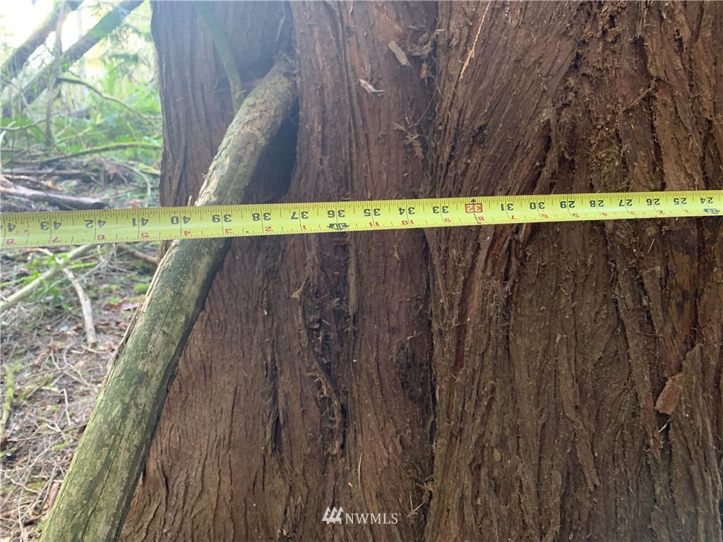 3602 Bethel Road Southeast Port Orchard, WA 98366 - Photo 3 of 5