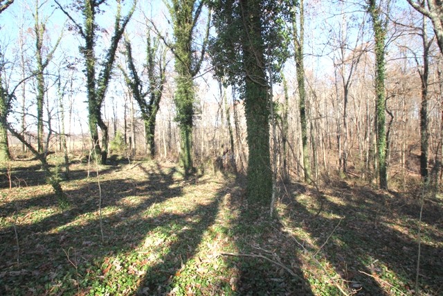 794 Cabbage Patch Road Altamont, TN 37301 - Photo 9 of 10 Gallery Image 9