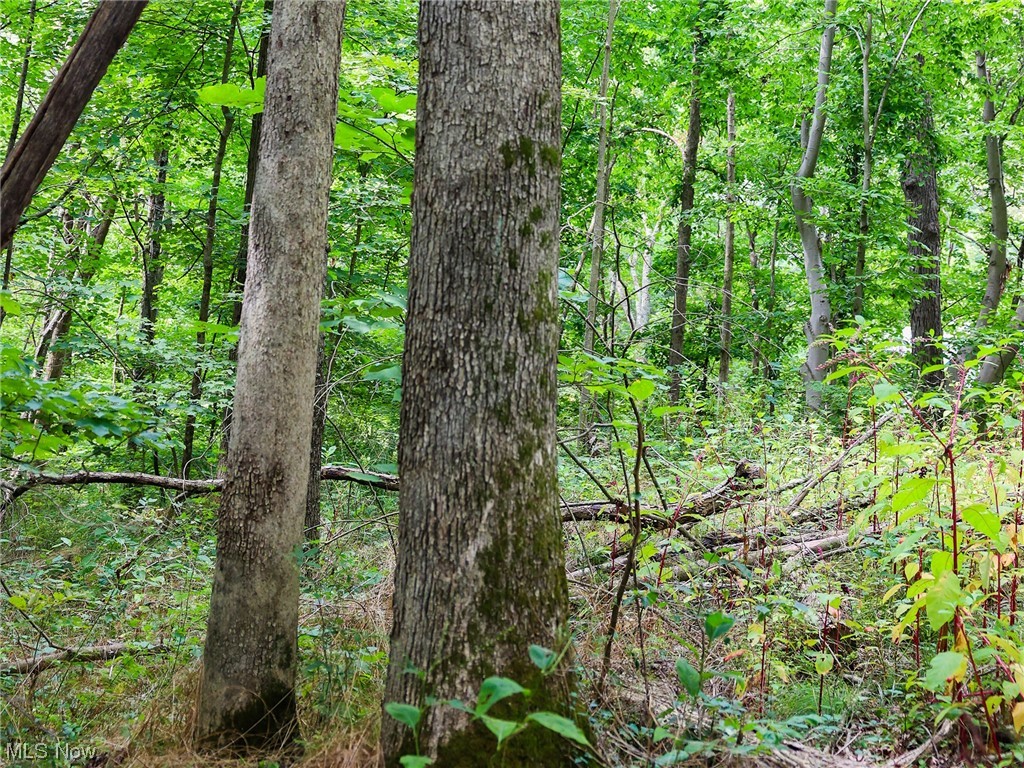 73110 Turkey Run Road Kimbolton, OH 43749 - Photo 18 of 29 View of local wilderness