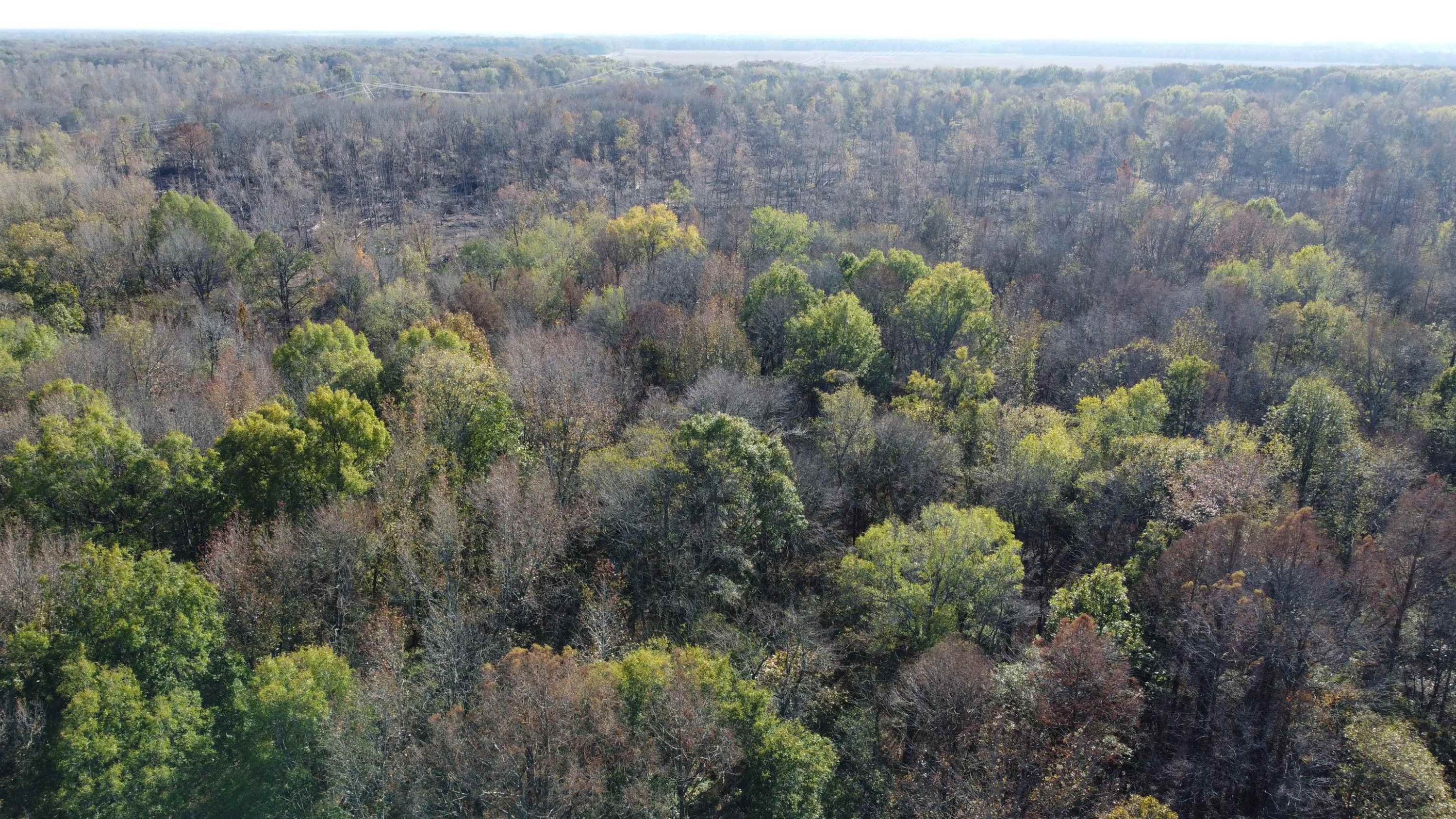 0 Johnson Grove Road Halls, TN 38040 - Photo 12 of 16 Photo 12