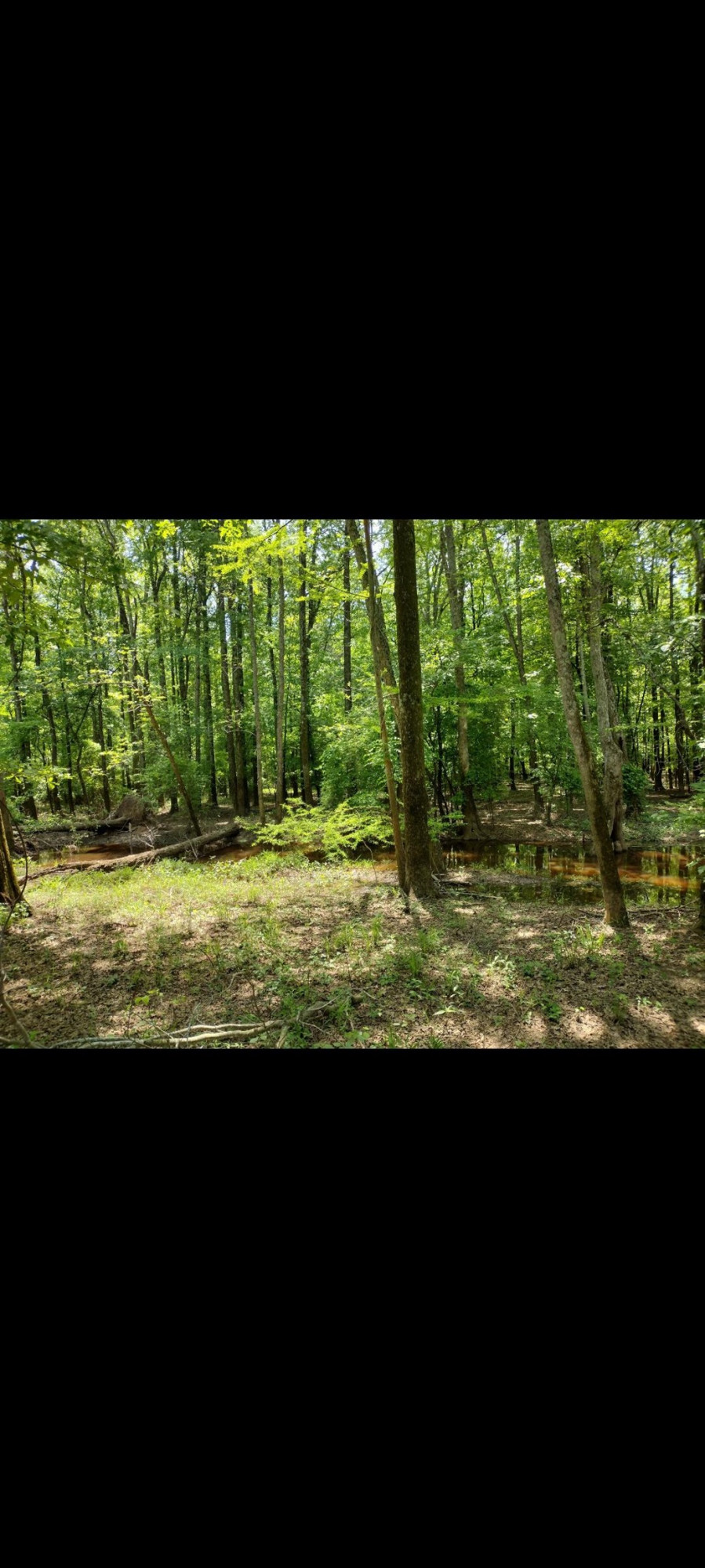 0 Johnson Grove Road Halls, TN 38040 - Photo 8 of 16 Photo 8