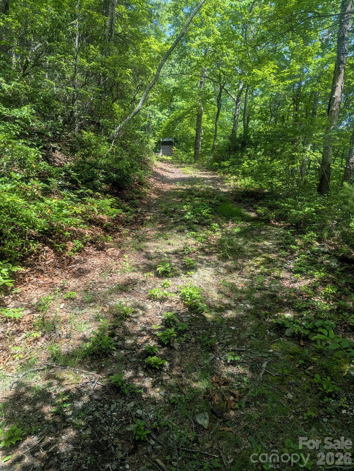 1662 Penley Road Boone, NC 28645 - Photo 3 of 23 a big yard with lots of trees