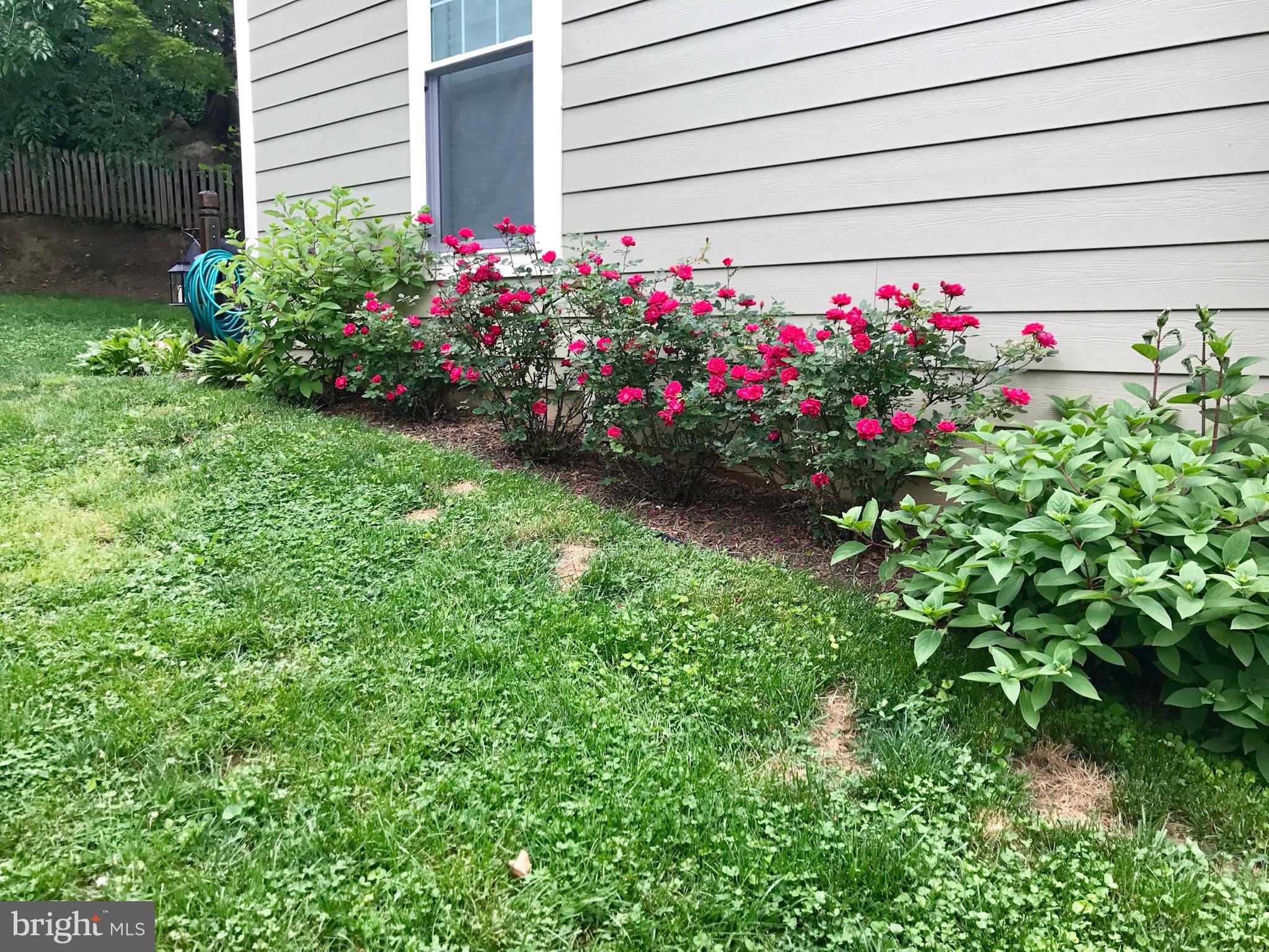 4124 21st Road North Arlington, VA 22207 - Photo 48 of 56 Left side yard in bloom