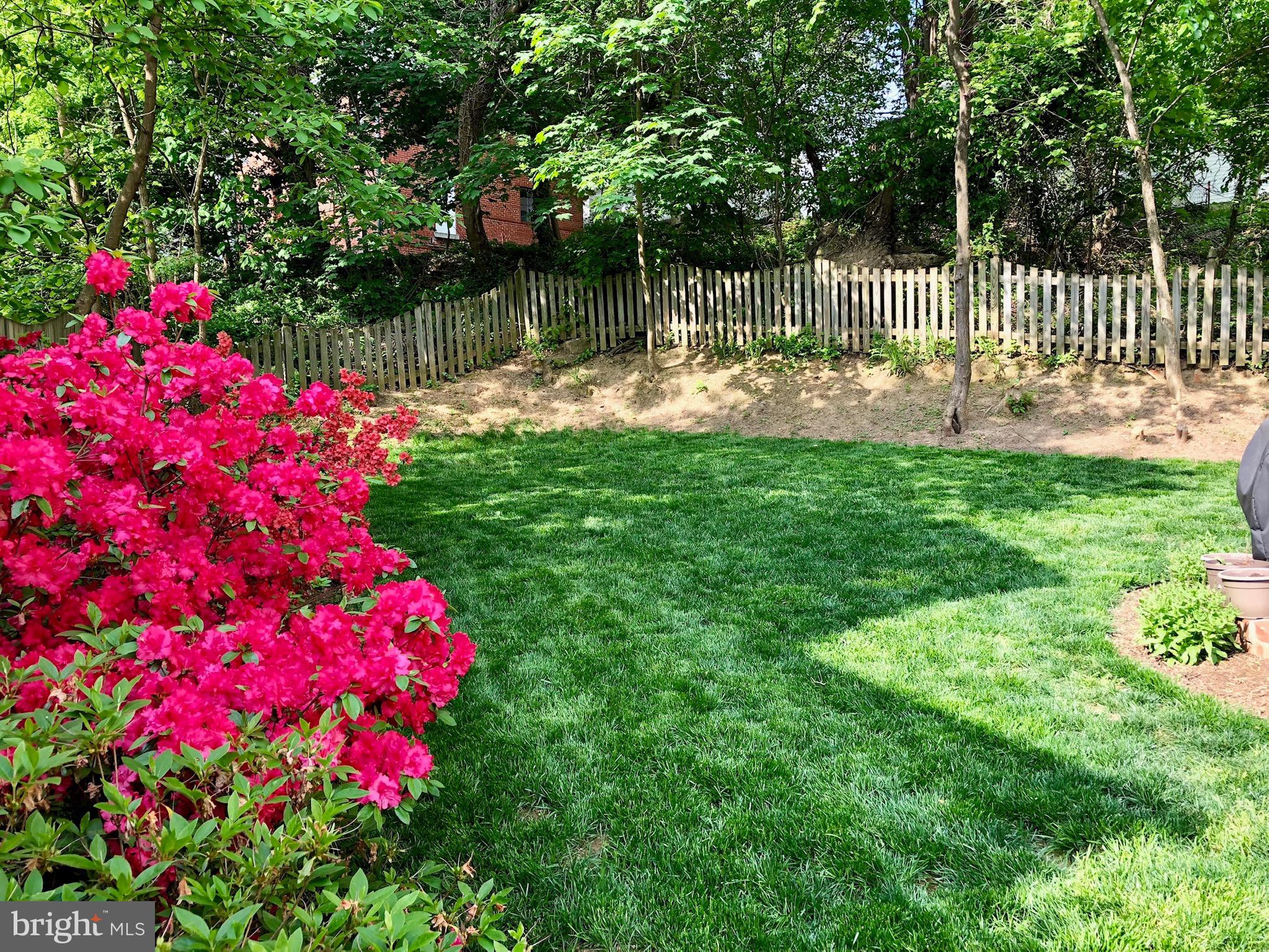 4124 21st Road North Arlington, VA 22207 - Photo 54 of 56 Backyard in bloom