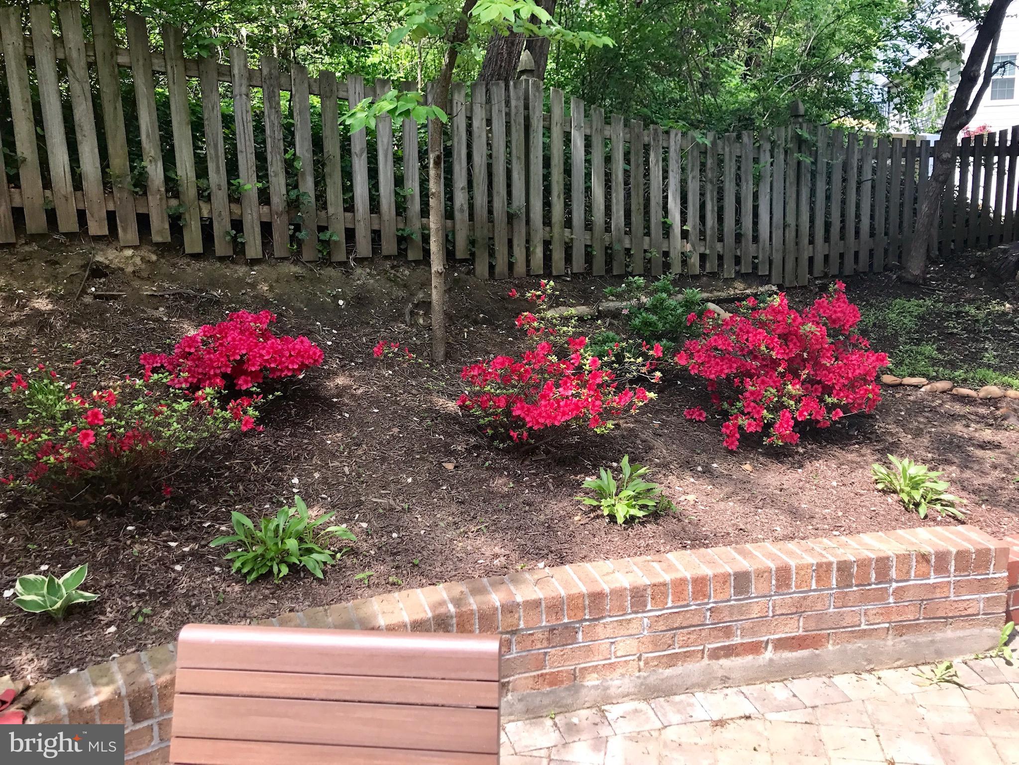 4124 21st Road North Arlington, VA 22207 - Photo 56 of 56 Backyard in bloom, brick terrace right side