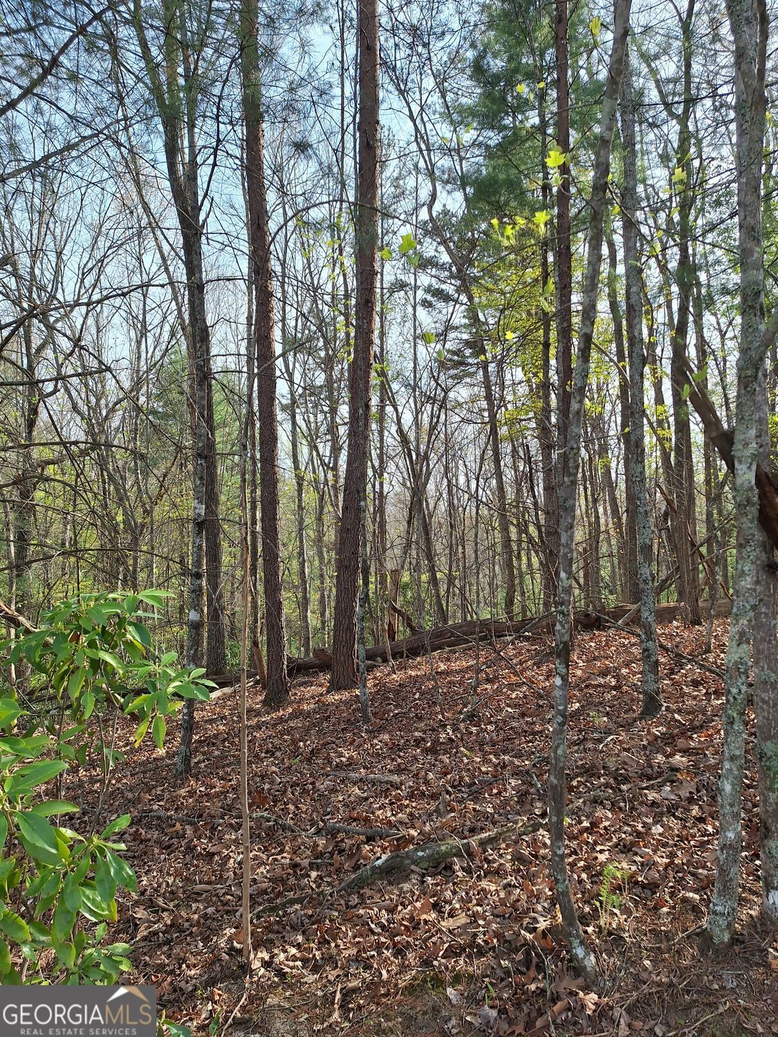 0 Mull Ln Circle Morganton, GA 30560 - Photo 4 of 7