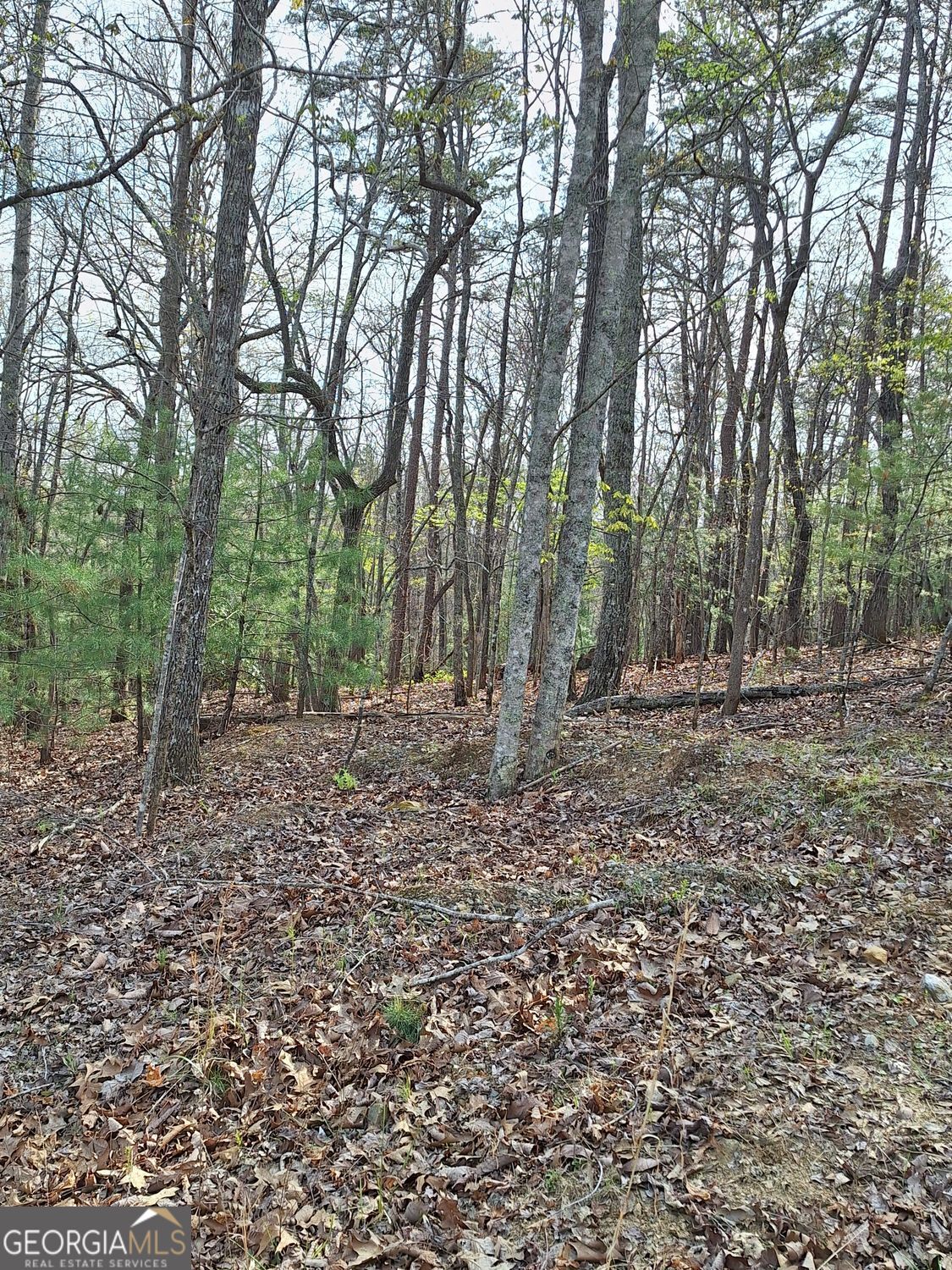 0 Mull Ln Circle Morganton, GA 30560 - Photo 6 of 7