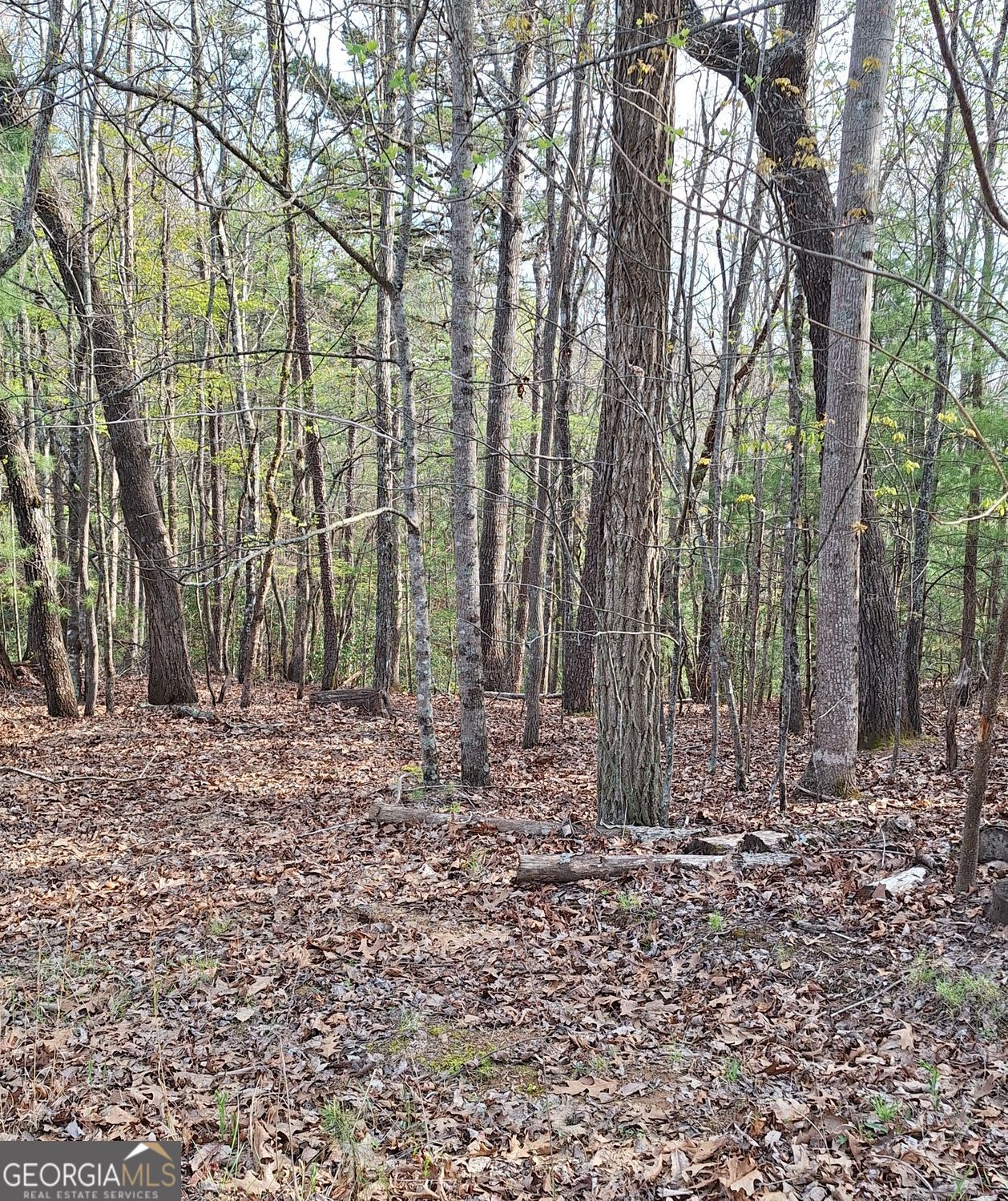 0 Mull Ln Circle Morganton, GA 30560 - Photo 7 of 7