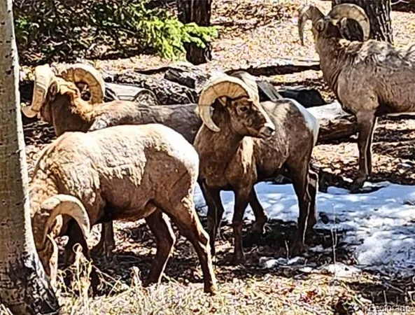 $849,000 | 18957 County Road 162, Nathrop, CO 81236