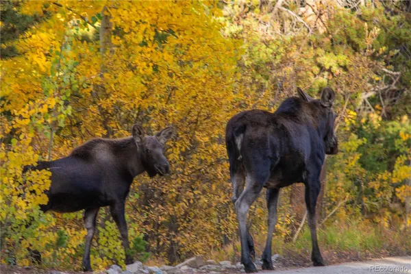 $849,000 | 18957 County Road 162, Nathrop, CO 81236