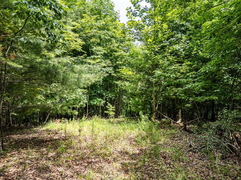 2 Stormy Ridge Brasstown, NC 28902 - Photo 8 of 16