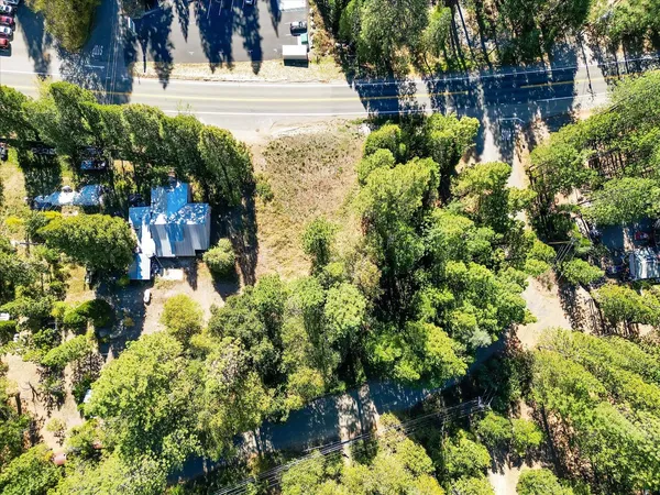 a close up of a plant