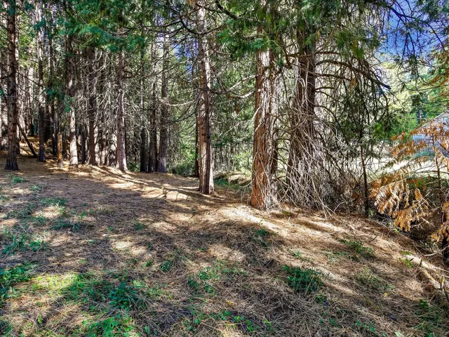a picture of outdoor space with lots of plants and trees