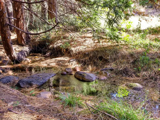 a view of a forest filled with trees
