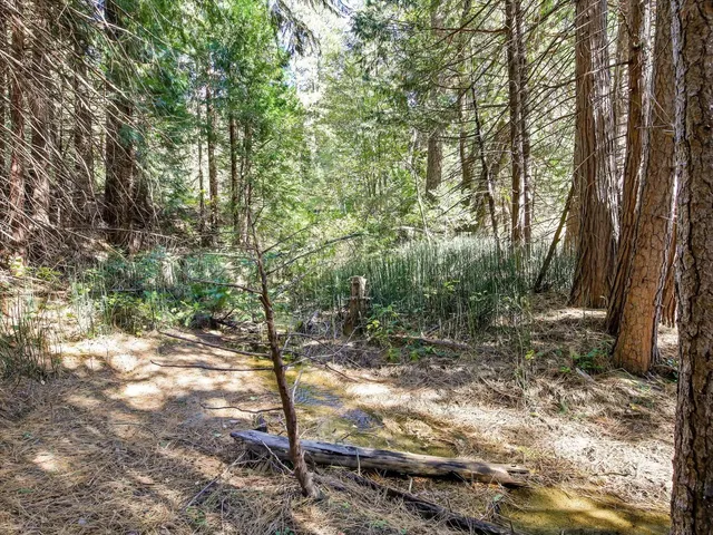 a view of backyard space and trees