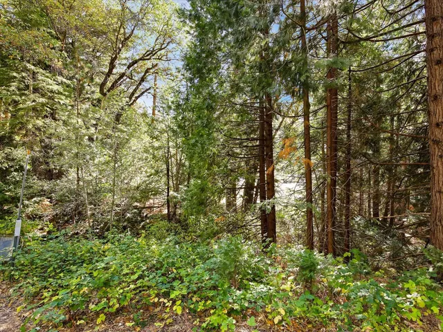 a view of a yard with a tree