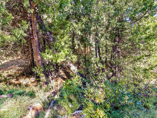 a view of a yard with large trees