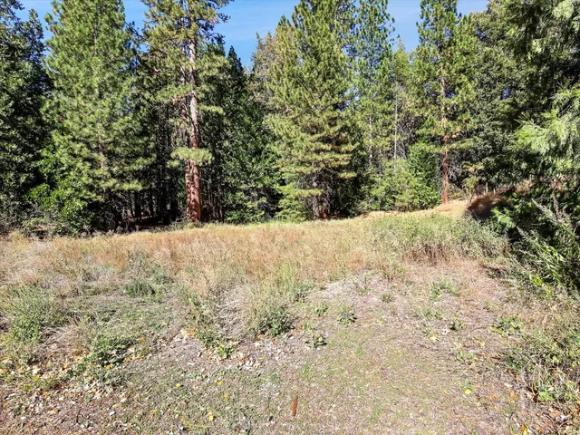 a view of a yard with an tree