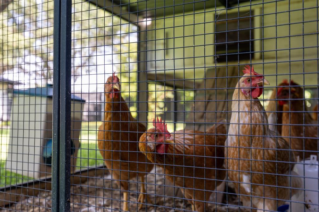4115 Calculus Drive Dallas, TX 75244 - Photo 19 of 35 Chickens, if you like!