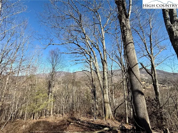 a view of a yard with plants and trees