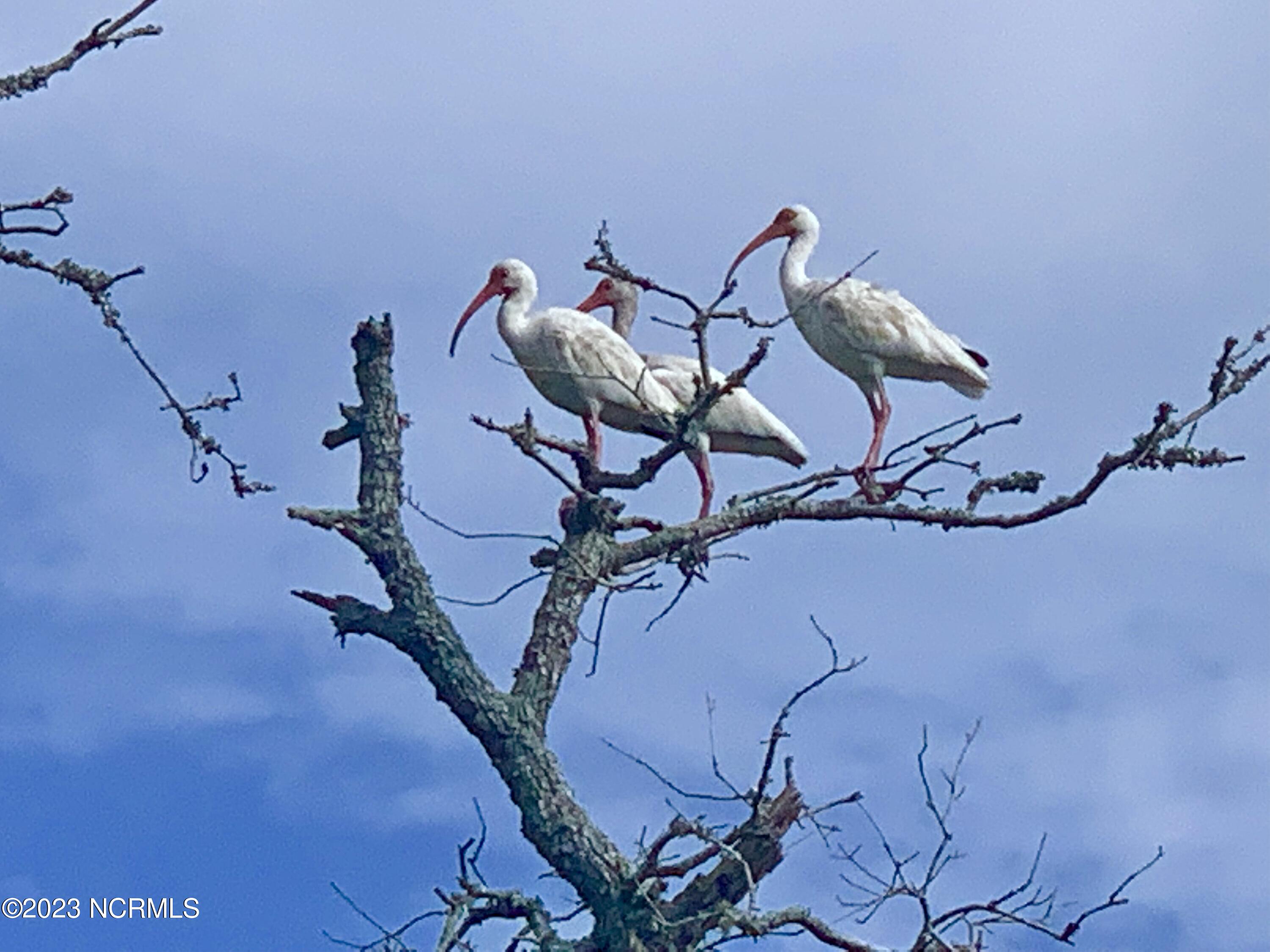 1532 Riverside Drive Sunset Beach, NC 28468 - Photo 20 of 26 Wildlife