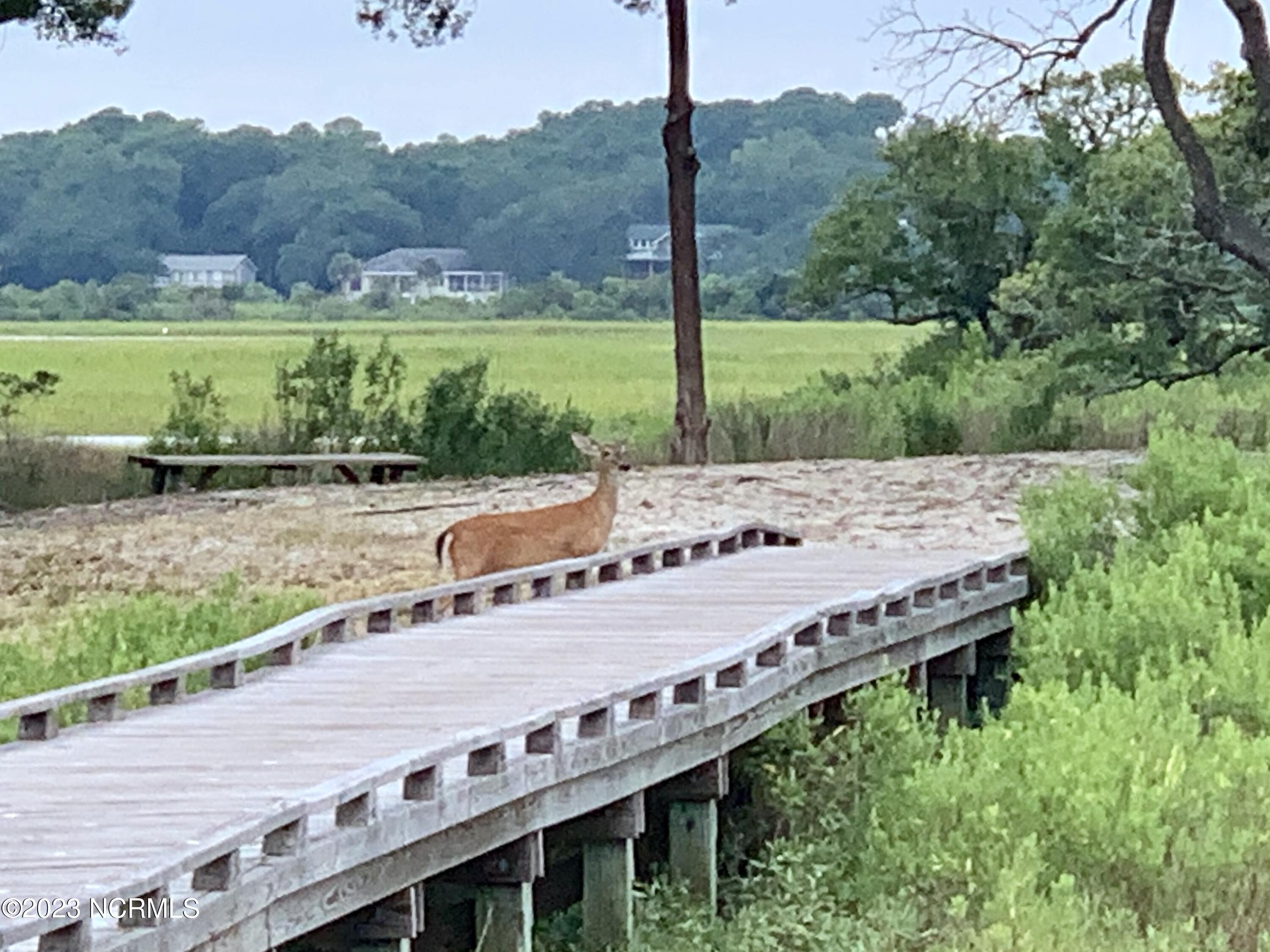 1532 Riverside Drive Sunset Beach, NC 28468 - Photo 21 of 26 Ocean Club Wildlife