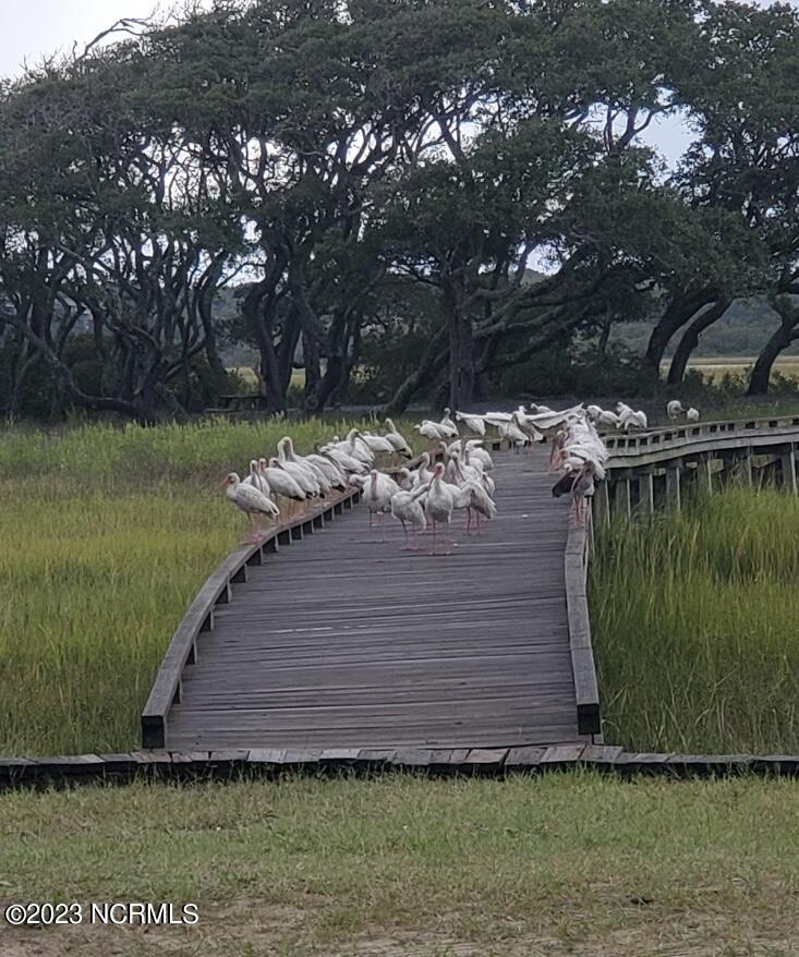 1532 Riverside Drive Sunset Beach, NC 28468 - Photo 22 of 26 Wildlife