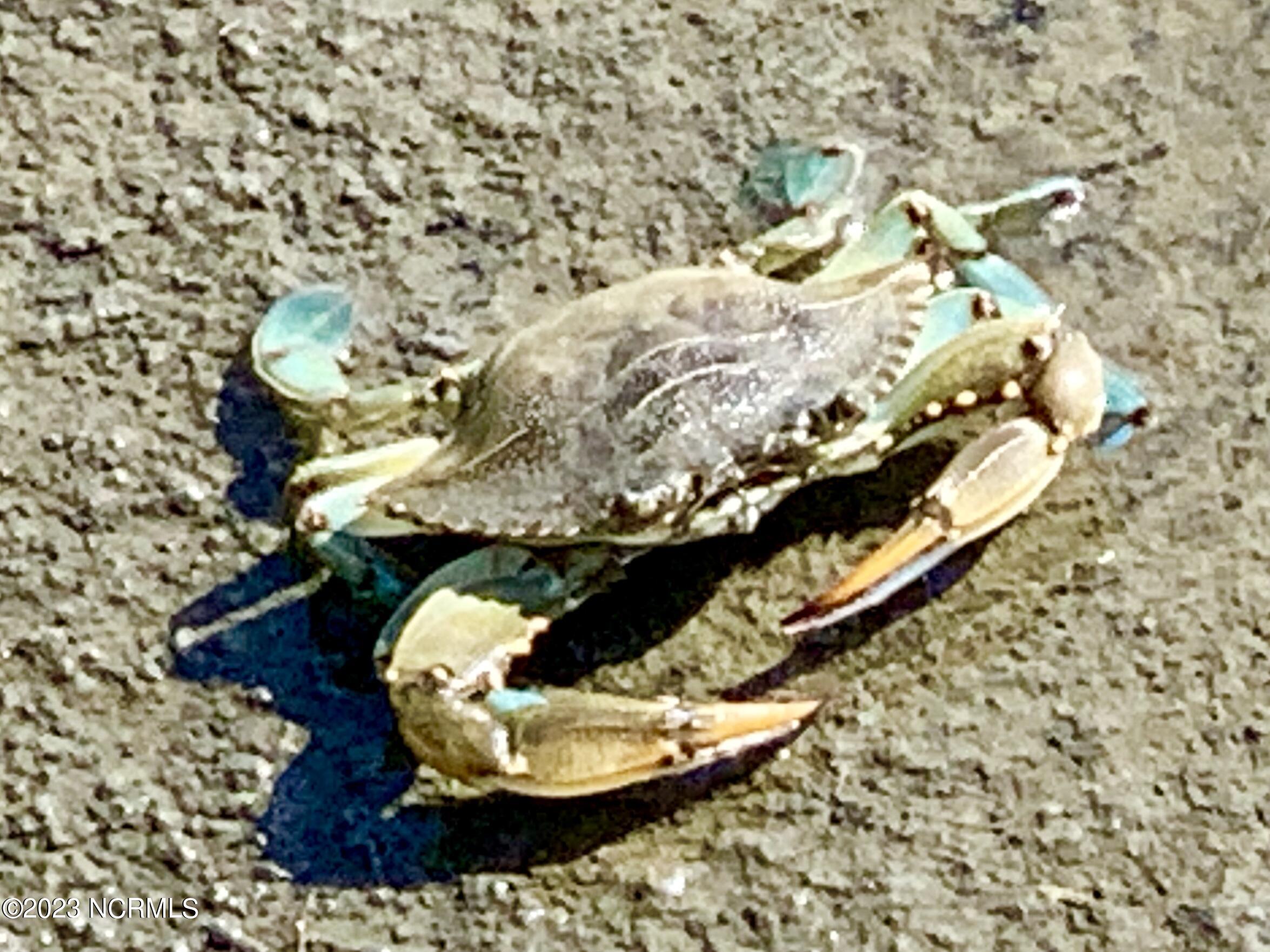 1532 Riverside Drive Sunset Beach, NC 28468 - Photo 24 of 26 OC Wildlife