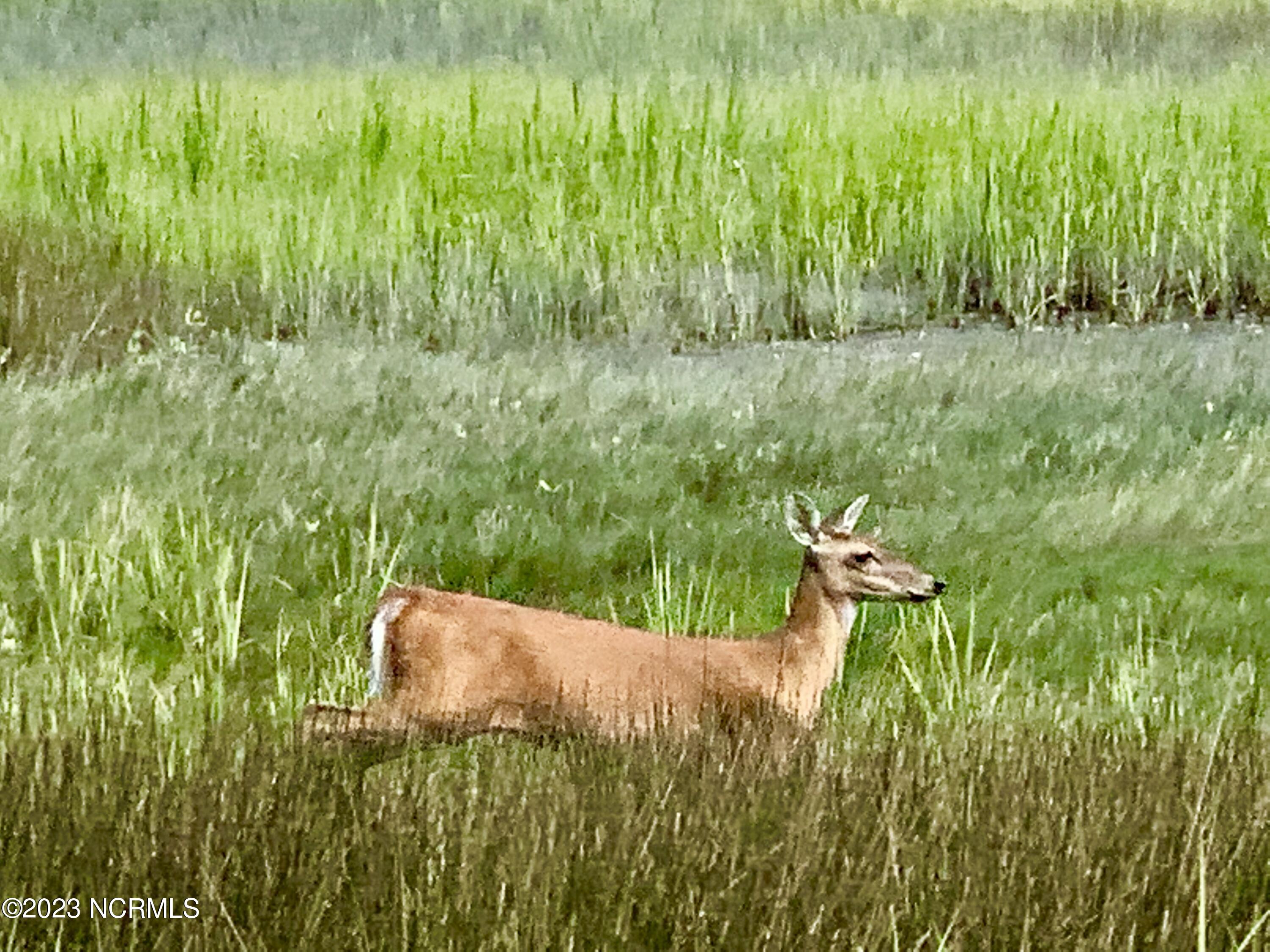 1532 Riverside Drive Sunset Beach, NC 28468 - Photo 25 of 26 OC Wildlife