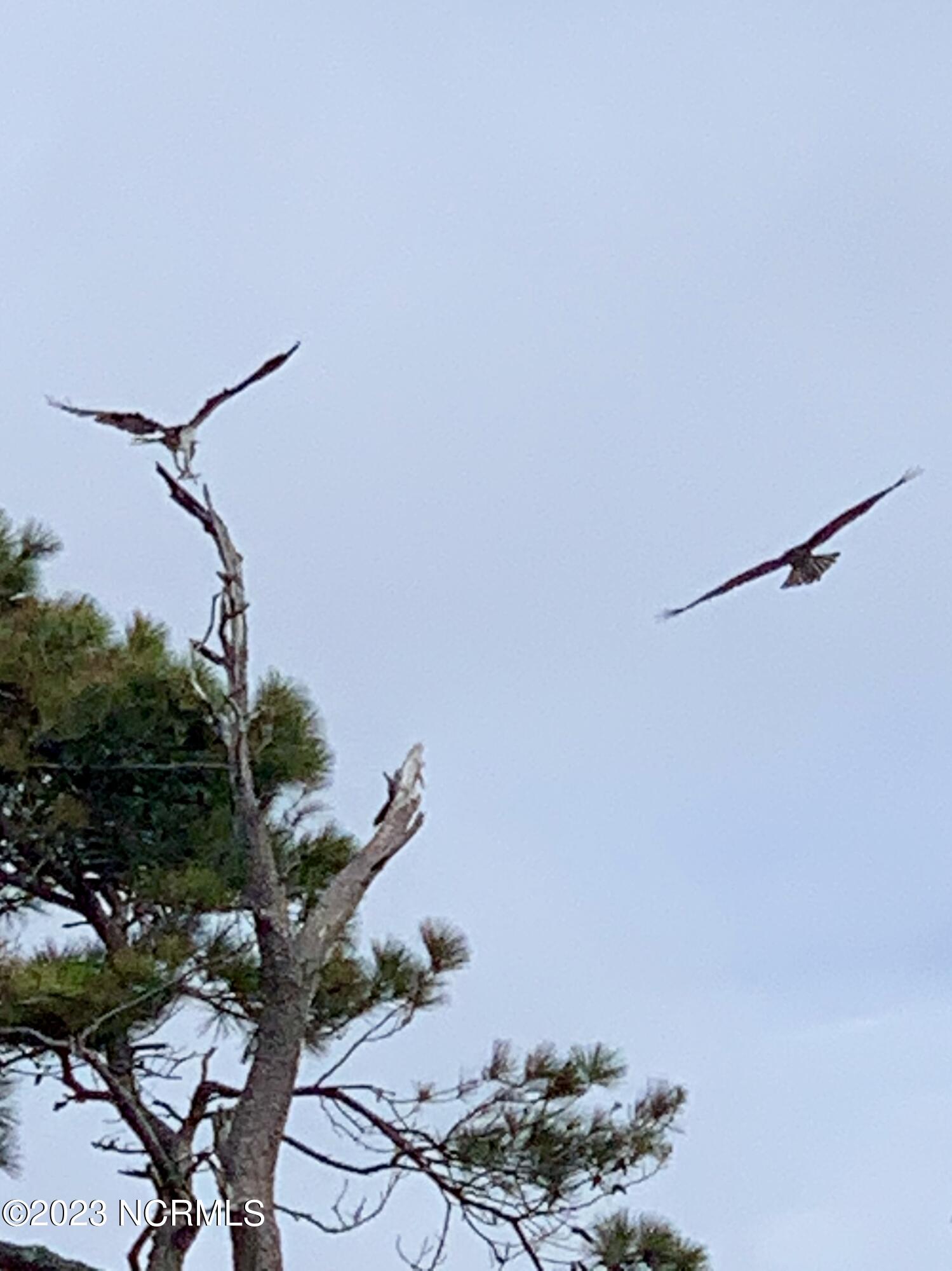 1532 Riverside Drive Sunset Beach, NC 28468 - Photo 26 of 26 OC Eagles