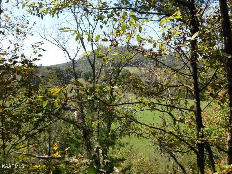 159 Welch Road Tellico Plains, TN 37385 - Photo 36 of 54 a view of tree