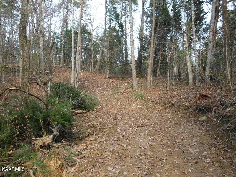 159 Welch Road Tellico Plains, TN 37385 - Photo 45 of 54 a view of a forest with trees in the background