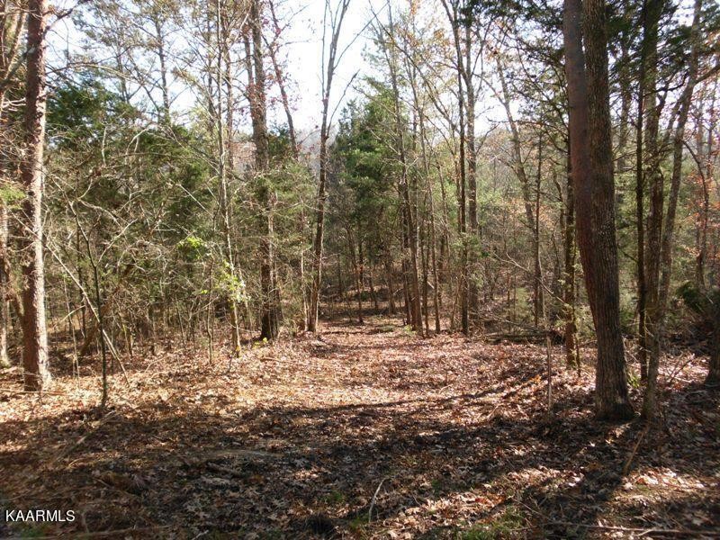 159 Welch Road Tellico Plains, TN 37385 - Photo 50 of 54 a view of a yard with trees
