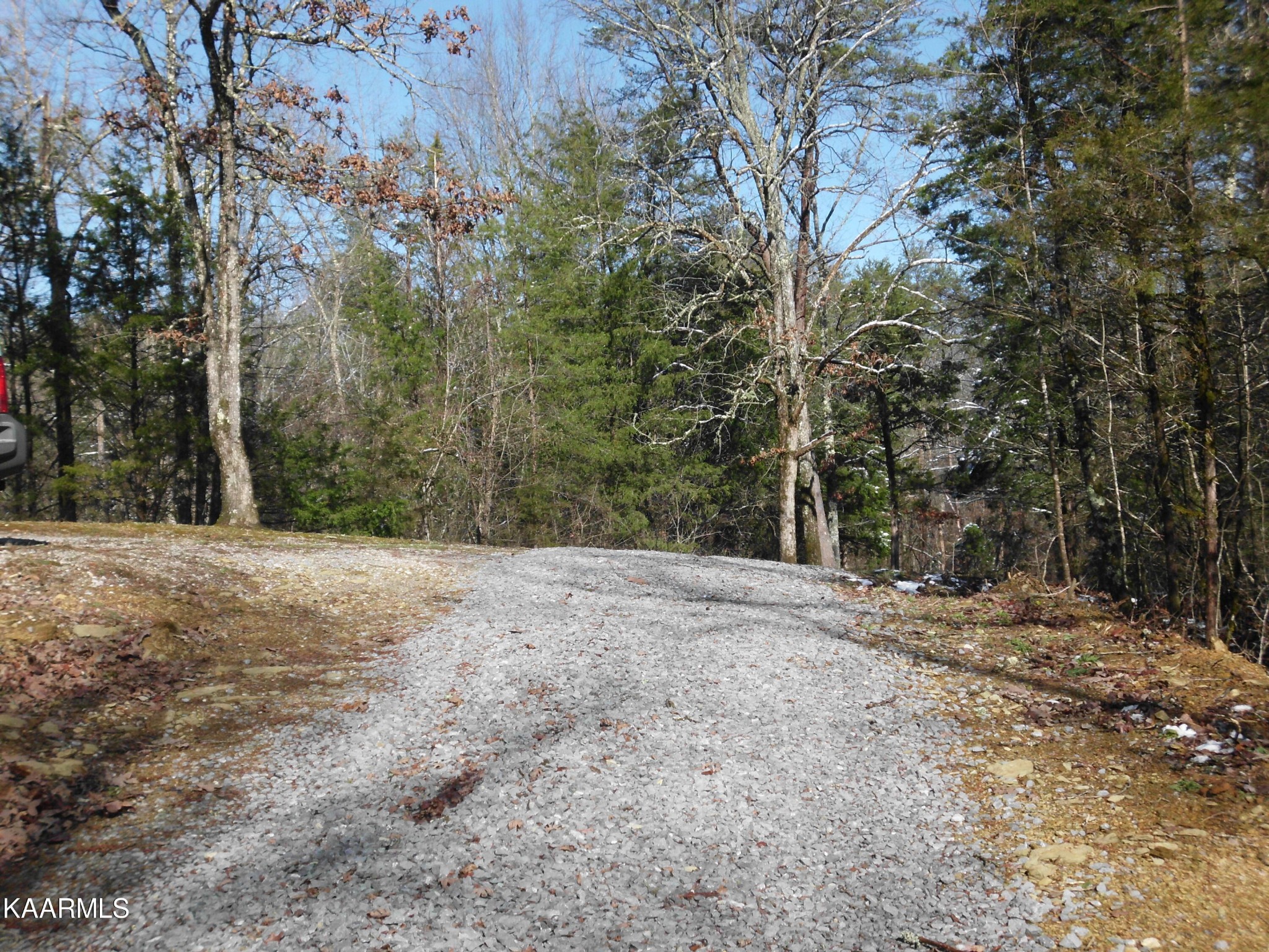159 Welch Road Tellico Plains, TN 37385 - Photo 6 of 54 a view of a yard with a tree